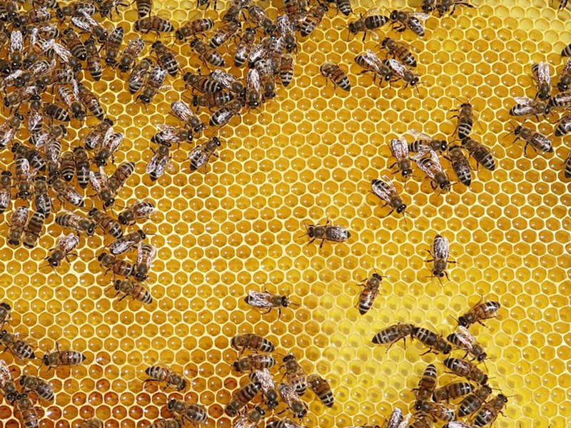 Honey’s Ingredients